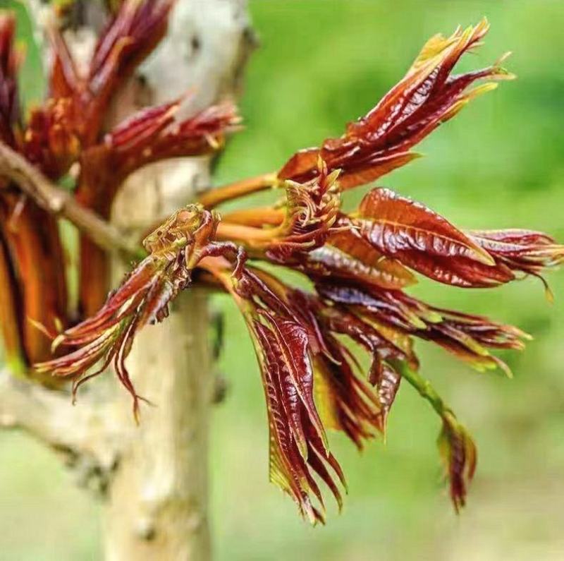 香椿芽初春新鲜香椿农家腌制香椿下饭酱菜美味爽口