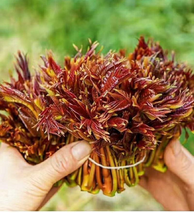 香椿芽初春新鲜香椿农家腌制香椿下饭酱菜美味爽口