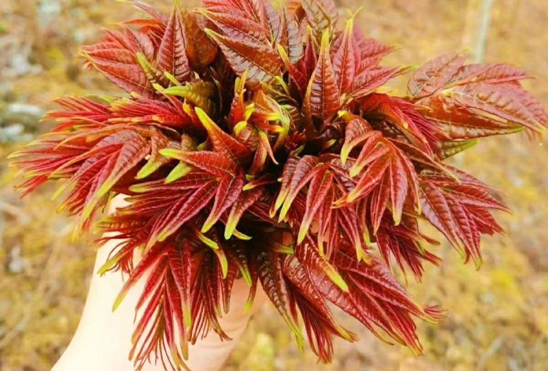 香椿芽初春新鲜香椿农家腌制香椿下饭酱菜美味爽口
