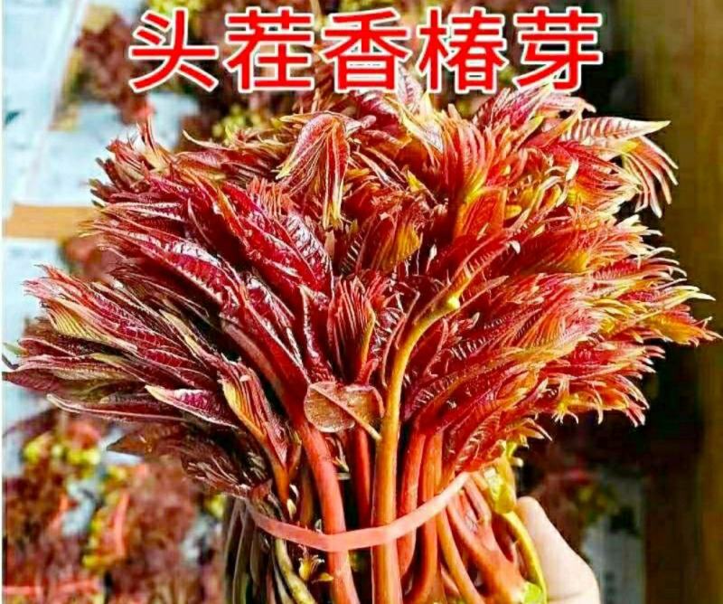 香椿芽初春新鲜香椿农家腌制香椿下饭酱菜美味爽口
