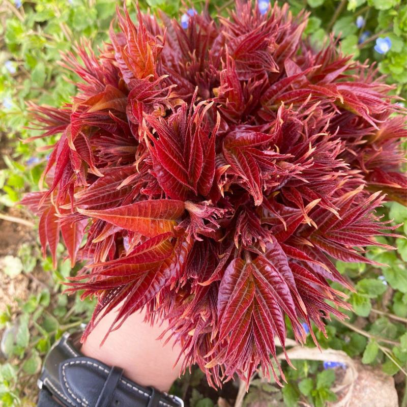 香椿芽初春新鲜香椿农家腌制香椿下饭酱菜美味爽口