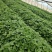 秦薯五号红薯脱毒红薯苗