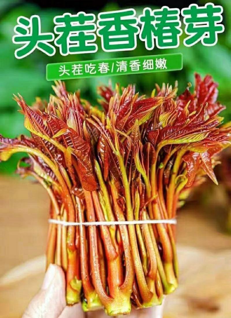 农家香椿头茬香椿嫩芽新鲜采摘鲜香味美保质保量包邮