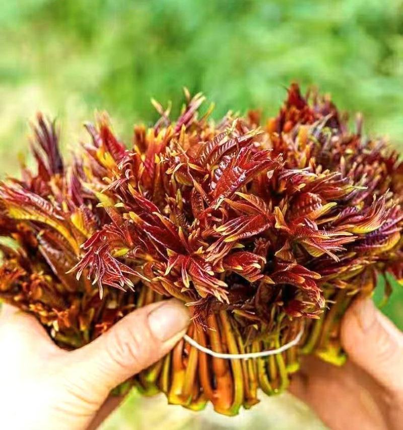 农家香椿头茬香椿嫩芽新鲜采摘鲜香味美保质保量包邮