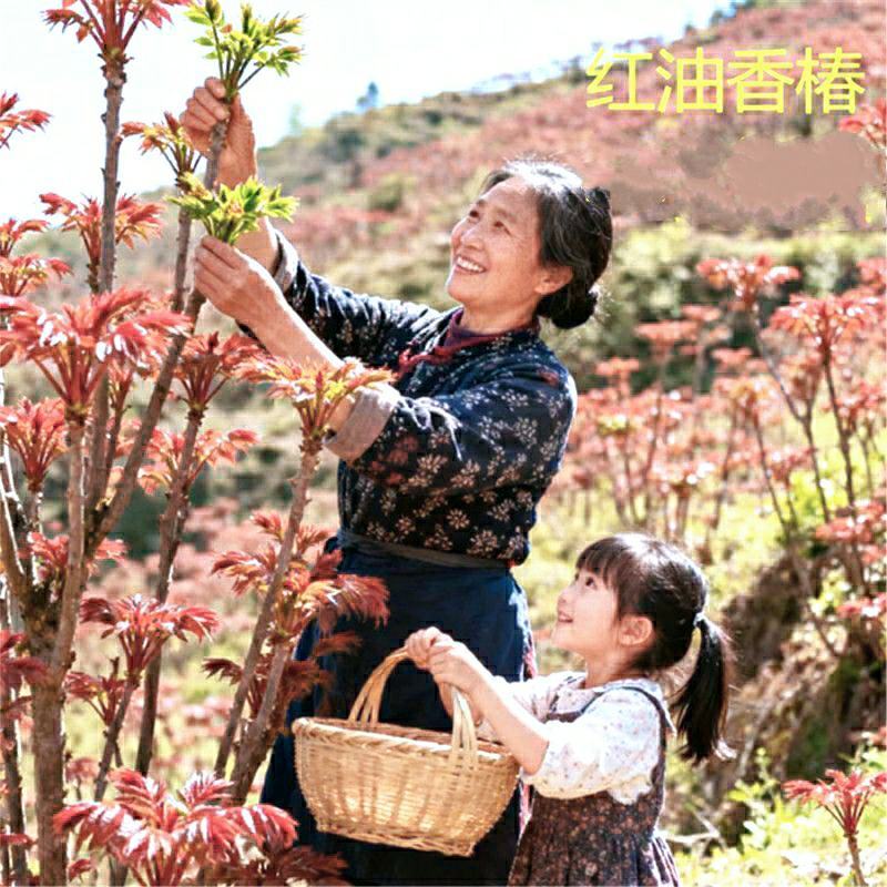 农家香椿头茬香椿嫩芽新鲜采摘鲜香味美保质保量包邮