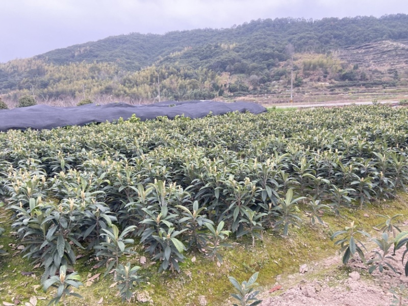 正宗宁海白沙枇杷苗超值好苗根系发达苗圃直供