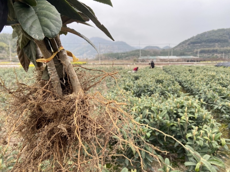 正宗宁海白沙枇杷苗超值好苗根系发达苗圃直供