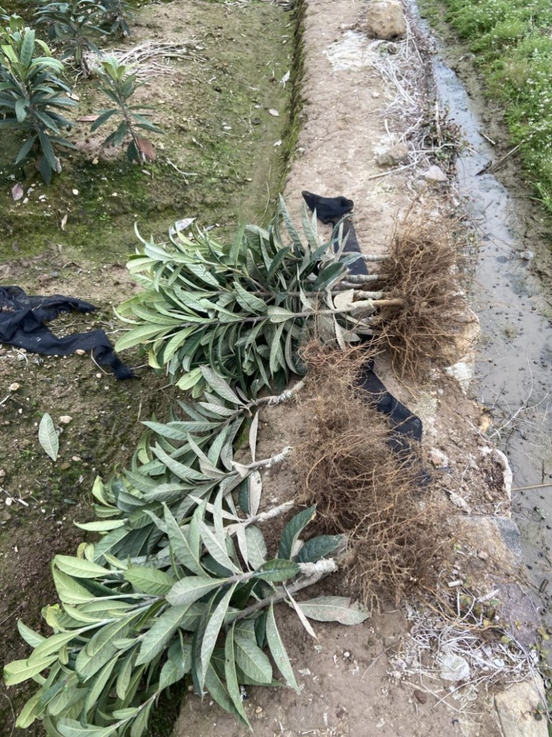 正宗宁海白沙枇杷苗超值好苗根系发达苗圃直供