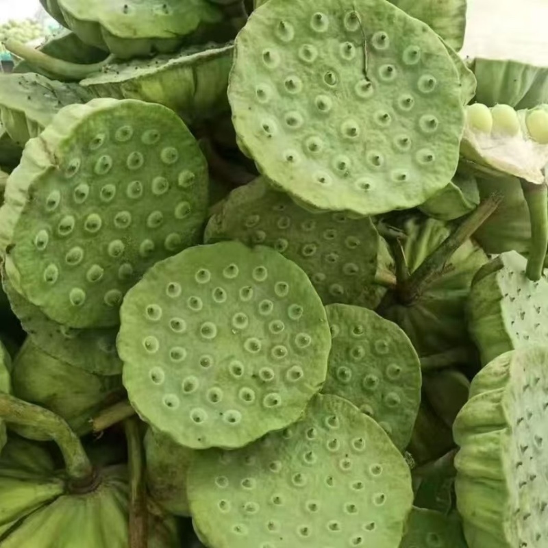 莲子太空36号种苗