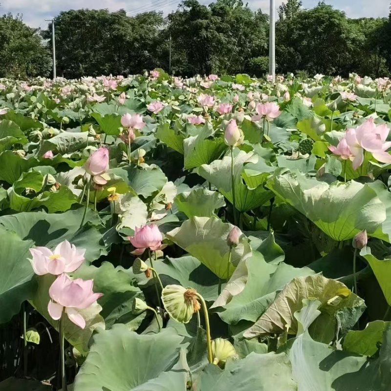 莲子太空36号种苗