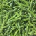 青尖椒