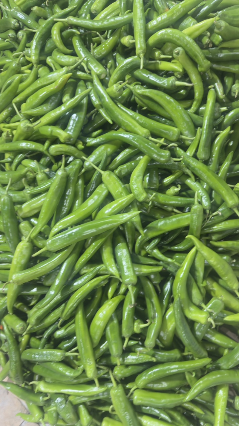 青尖椒