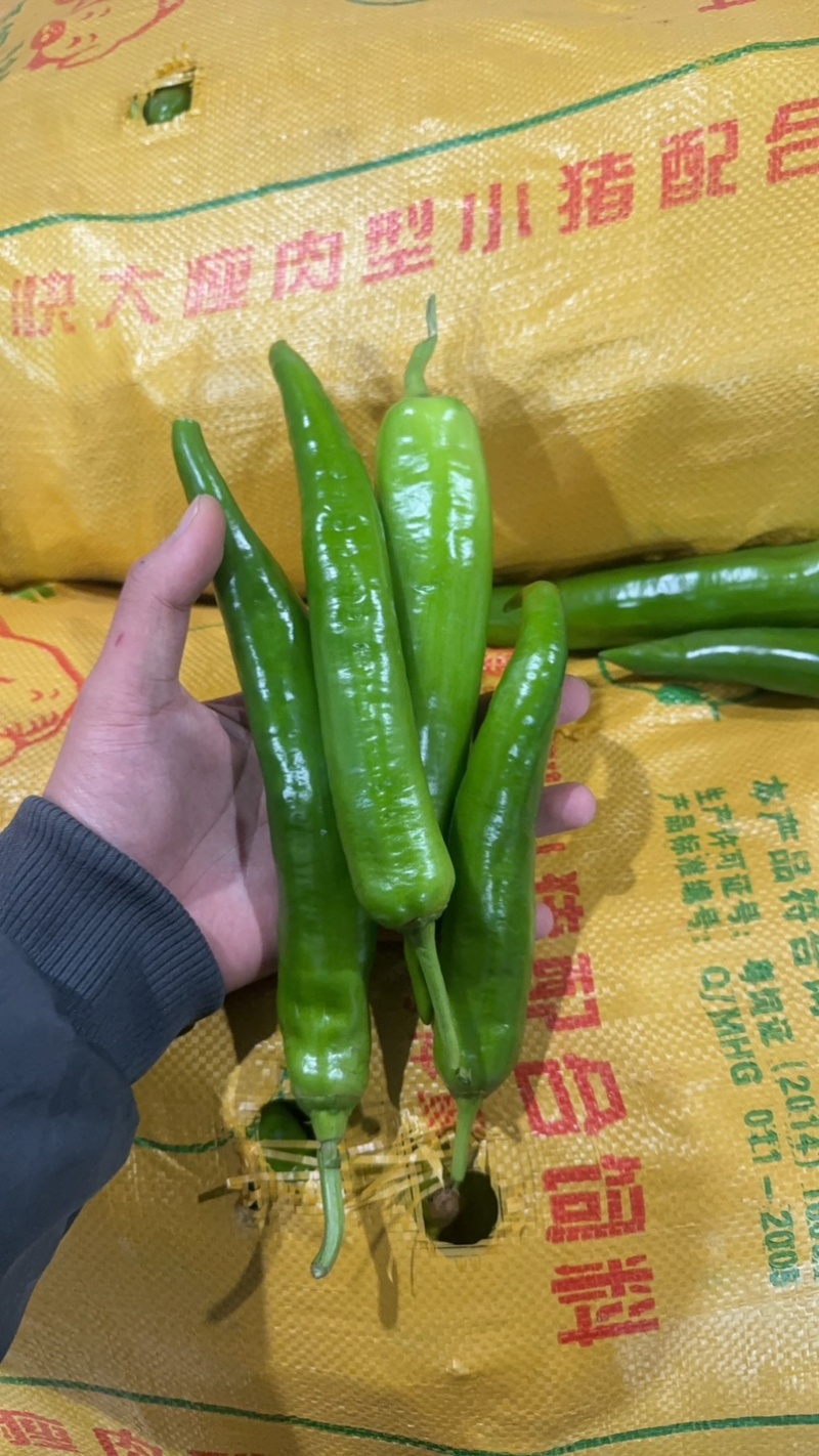 青尖椒
