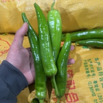 青尖椒