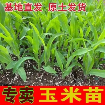 甜糯玉米苗超甜水果玉米秧苗四季种植阳台盆栽庭院大棚蔬菜苗