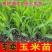 甜糯玉米苗超甜水果玉米秧苗四季种植阳台盆栽庭院大棚蔬菜苗