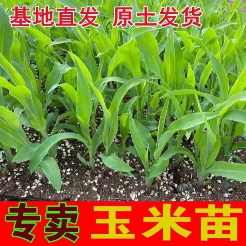 甜糯玉米苗超甜水果玉米秧苗四季种植阳台盆栽庭院大棚蔬菜苗