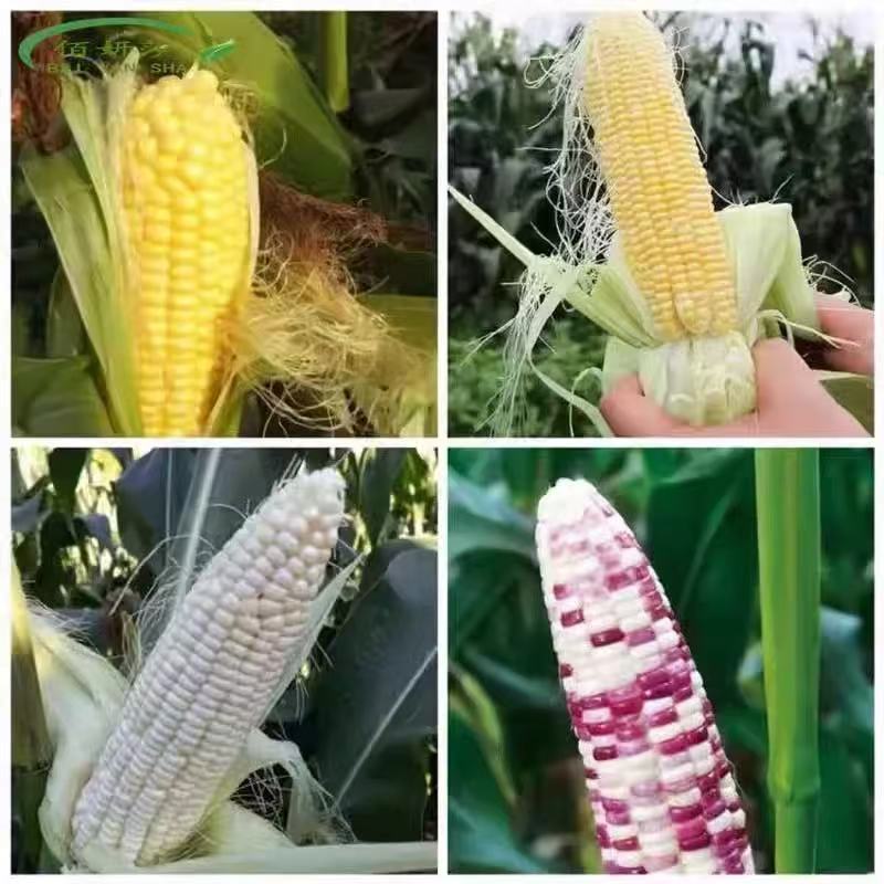 甜糯玉米苗超甜水果玉米秧苗四季种植阳台盆栽庭院大棚蔬菜苗