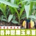 甜糯玉米苗超甜水果玉米秧苗四季种植阳台盆栽庭院大棚蔬菜苗