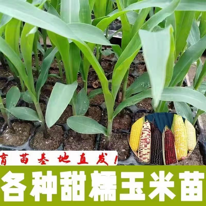 甜糯玉米苗超甜水果玉米秧苗四季种植阳台盆栽庭院大棚蔬菜苗