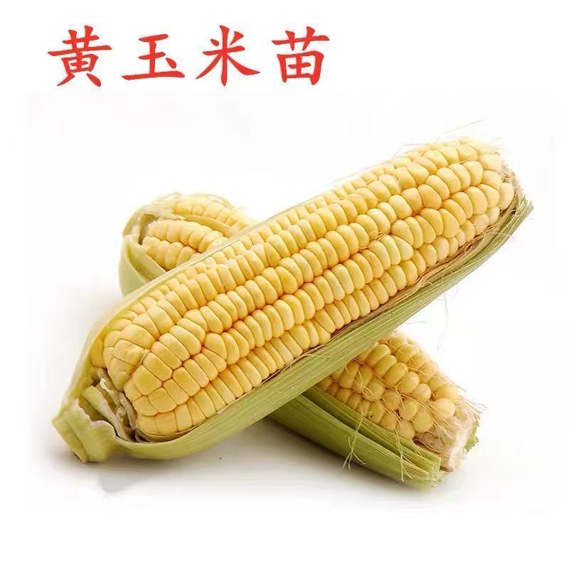 甜糯玉米苗超甜水果玉米秧苗四季种植阳台盆栽庭院大棚蔬菜苗