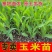 甜糯玉米苗超甜水果玉米秧苗四季种植阳台盆栽庭院大棚蔬菜苗