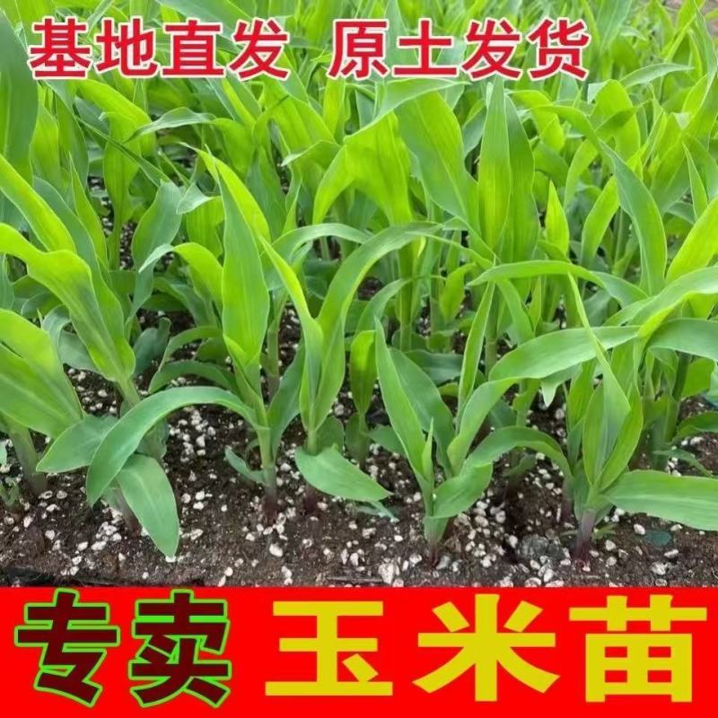 甜糯玉米苗超甜水果玉米秧苗四季种植阳台盆栽庭院大棚蔬菜苗