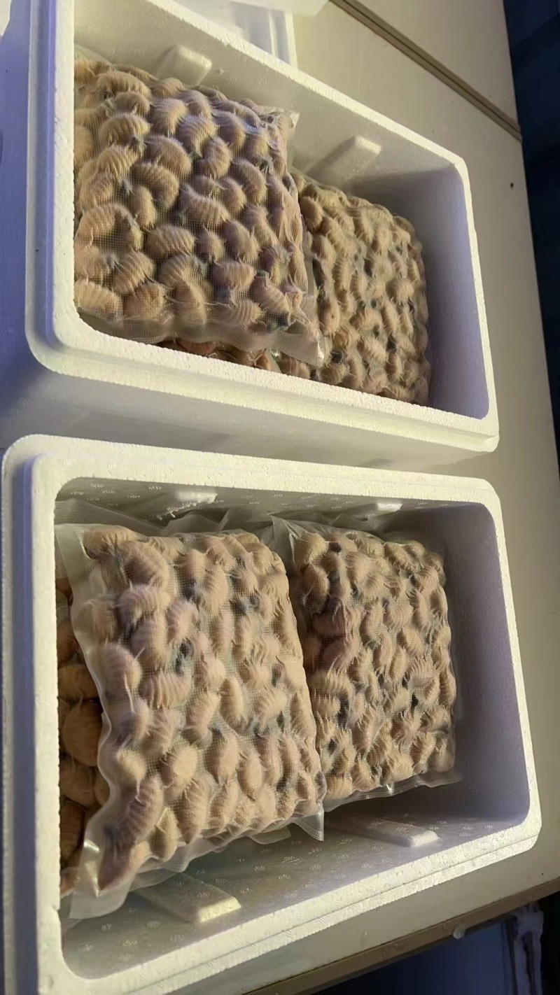 竹笋虫冻品5-8克以上竹虫货源充足价格实惠联系