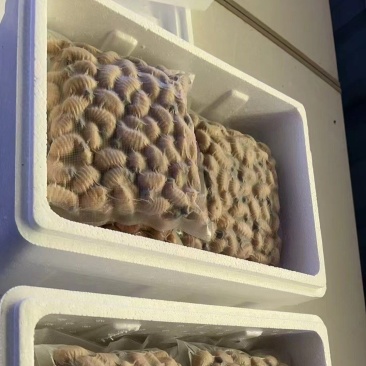竹笋虫冻品5-8克以上竹虫货源充足价格实惠联系