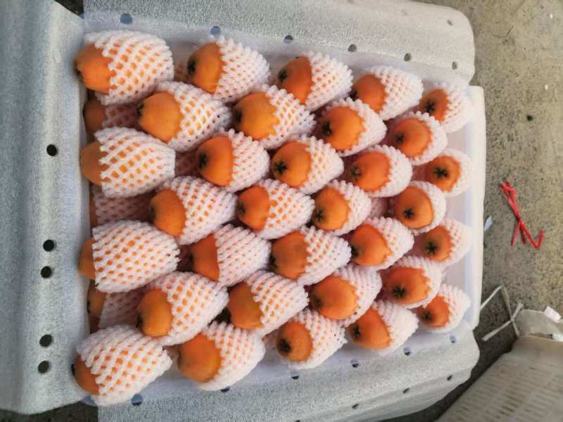五星枇杷