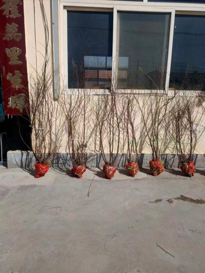 丛生柽柳