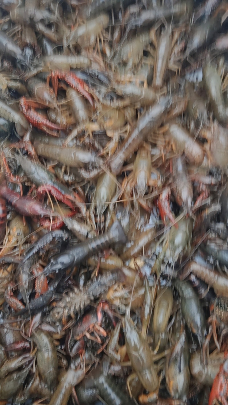 信阳鲜活小龙虾产地直发