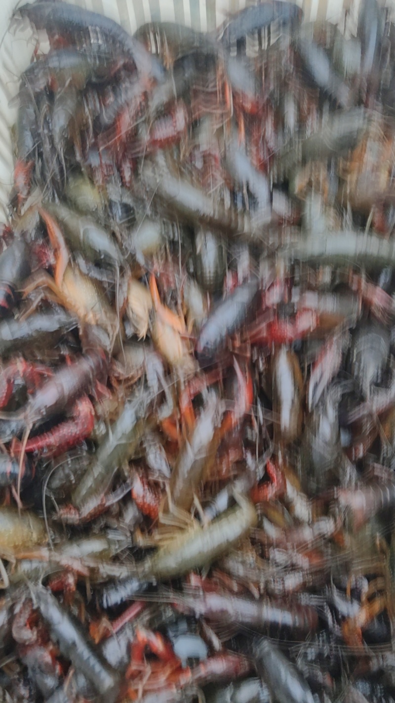 信阳鲜活小龙虾产地直发