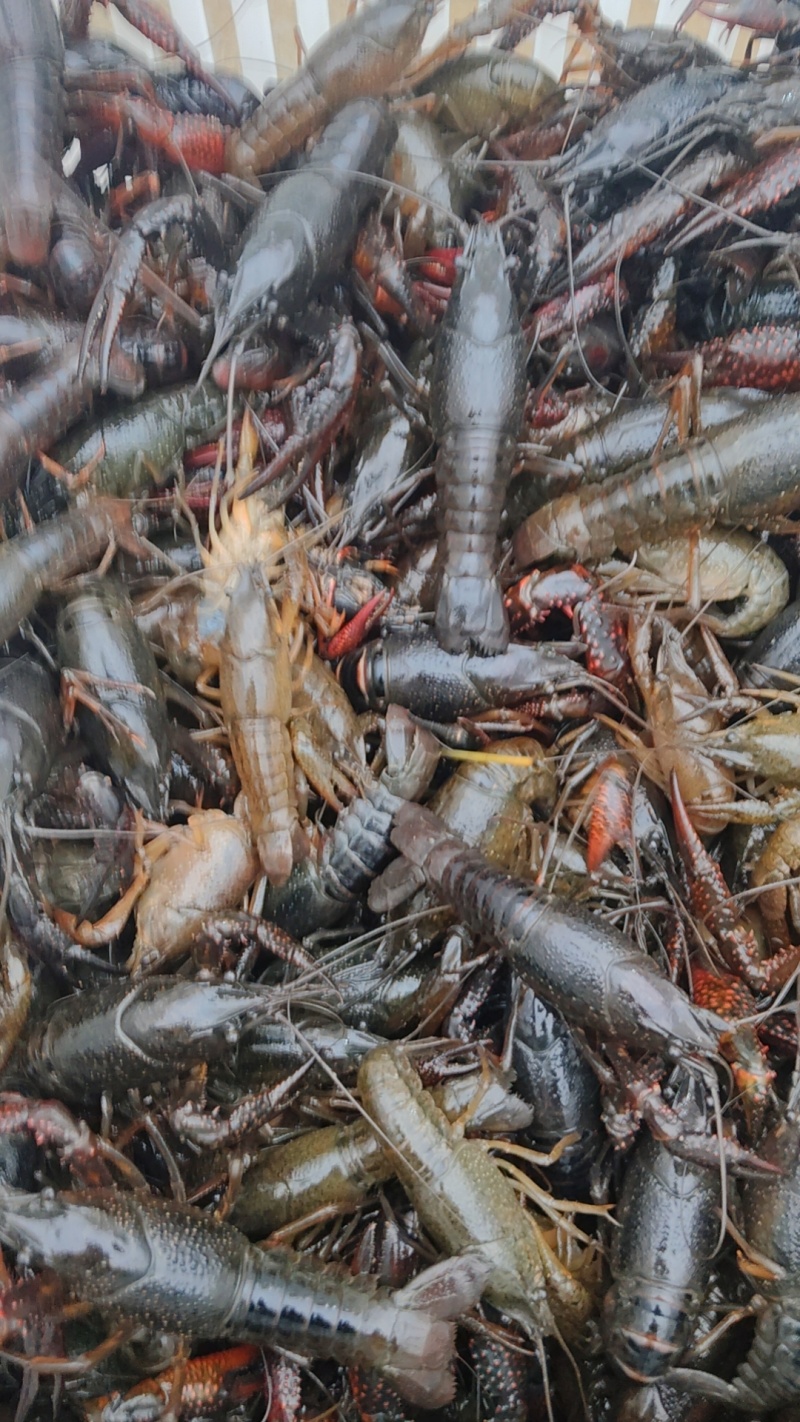 信阳鲜活小龙虾产地直发