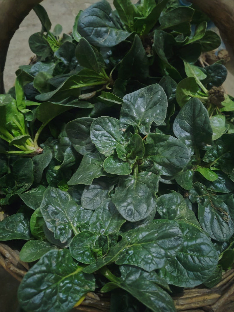 河南驻马店趴地菠菜