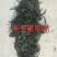半干裙带菜，纯绿嫩菜叶，翠嫩丝滑爽口，高泡发率1斤泡4斤