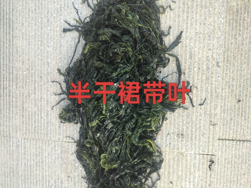 半干裙带菜，纯绿嫩菜叶，翠嫩丝滑爽口，高泡发率1斤泡4斤