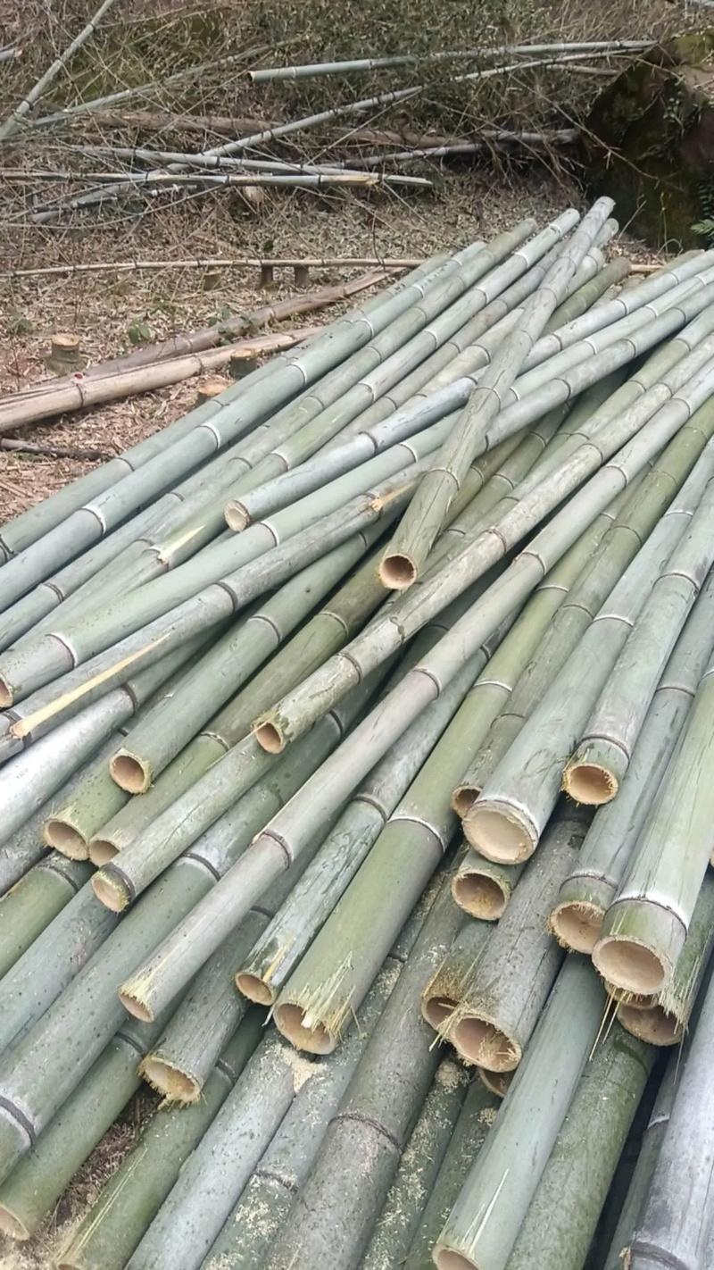 楠竹，自家种植三百亩，量大可议价，急需出货