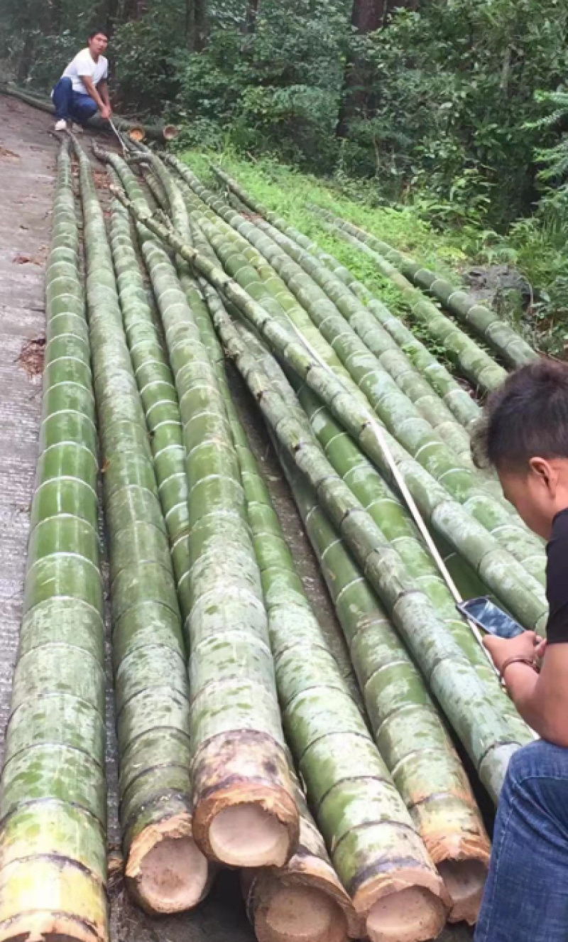 楠竹，自家种植三百亩，量大可议价，急需出货