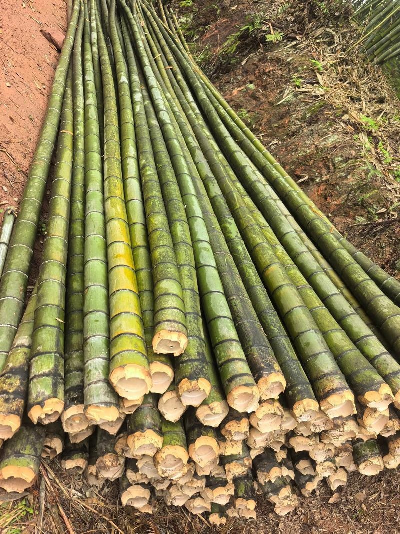 楠竹，自家种植三百亩，量大可议价，急需出货