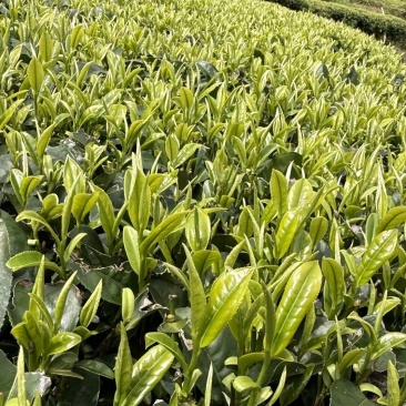 毛峰绿茶