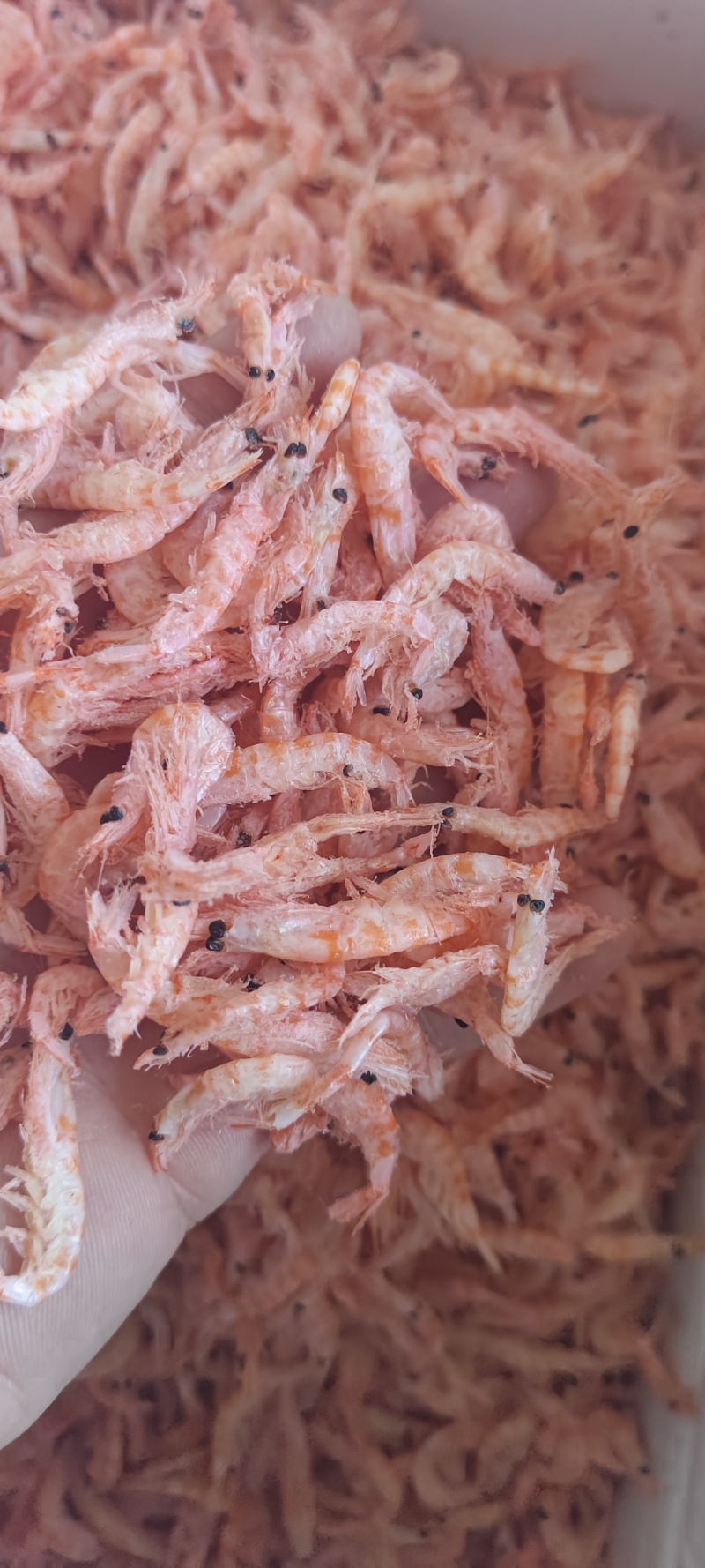 南极磷虾，深海磷虾肉质饱满老人小孩均可食用LL号L号M号