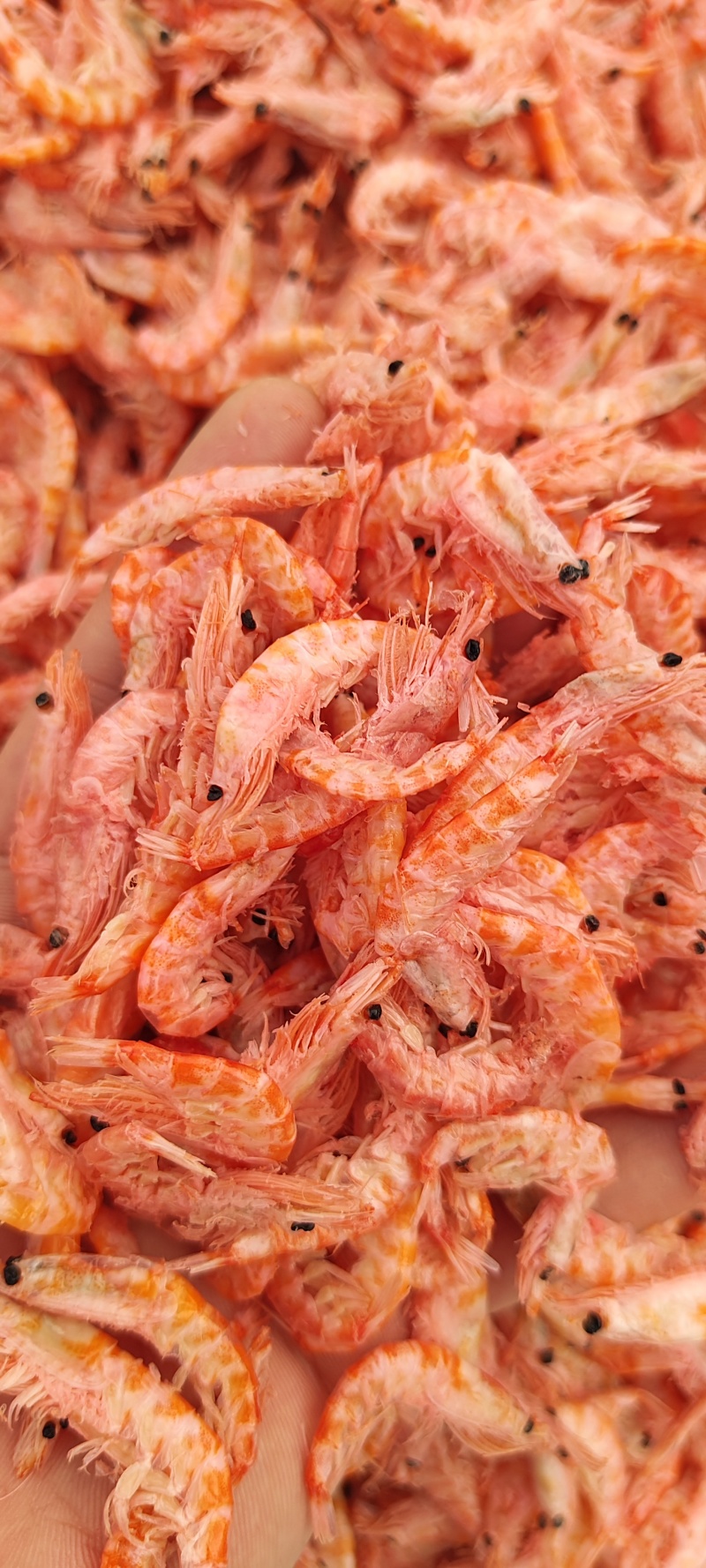 南极磷虾，深海磷虾肉质饱满老人小孩均可食用LL号L号M号