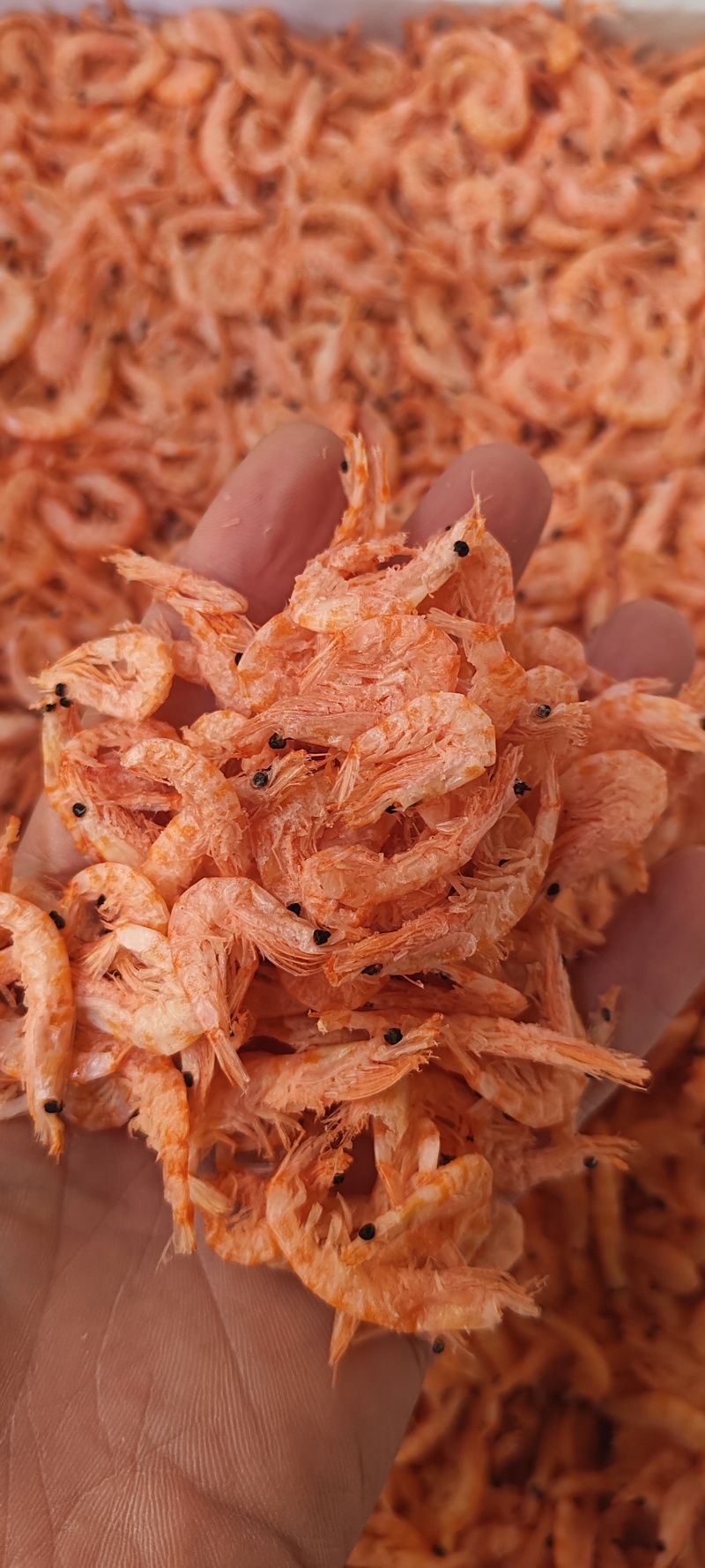 南极磷虾，深海磷虾肉质饱满老人小孩均可食用LL号L号M号
