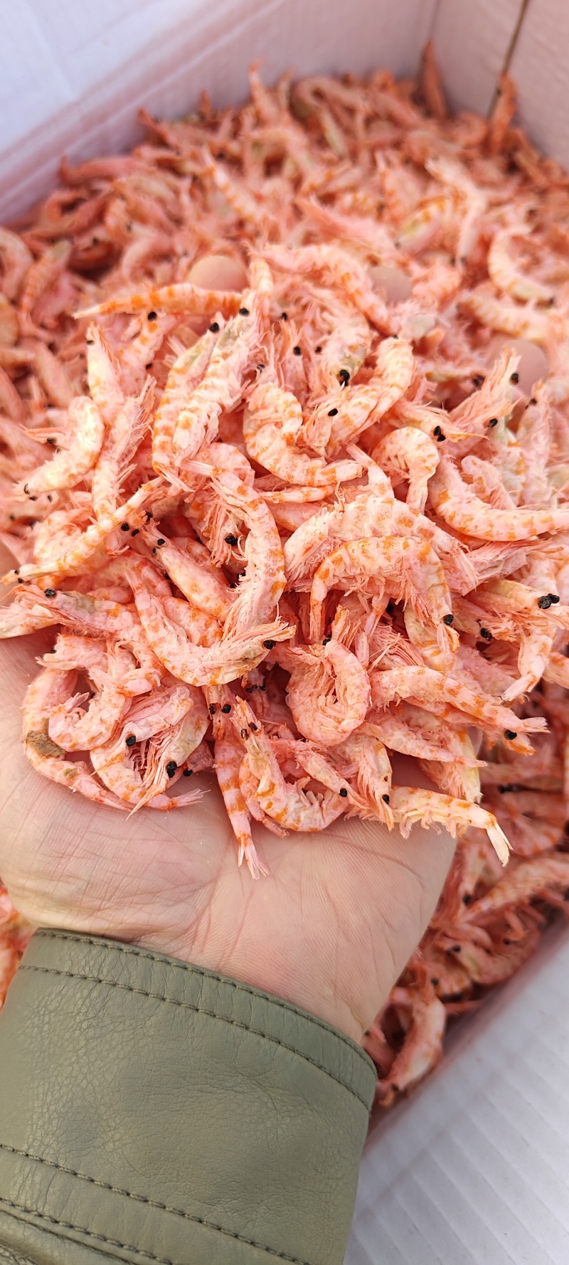 南极磷虾，深海磷虾肉质饱满老人小孩均可食用LL号L号M号