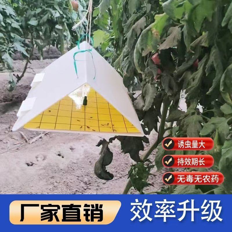 番茄潜叶蛾粘板套装含诱剂/厂家直发/量大从优/诚信经营