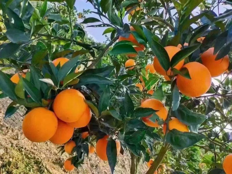 奉节脐橙