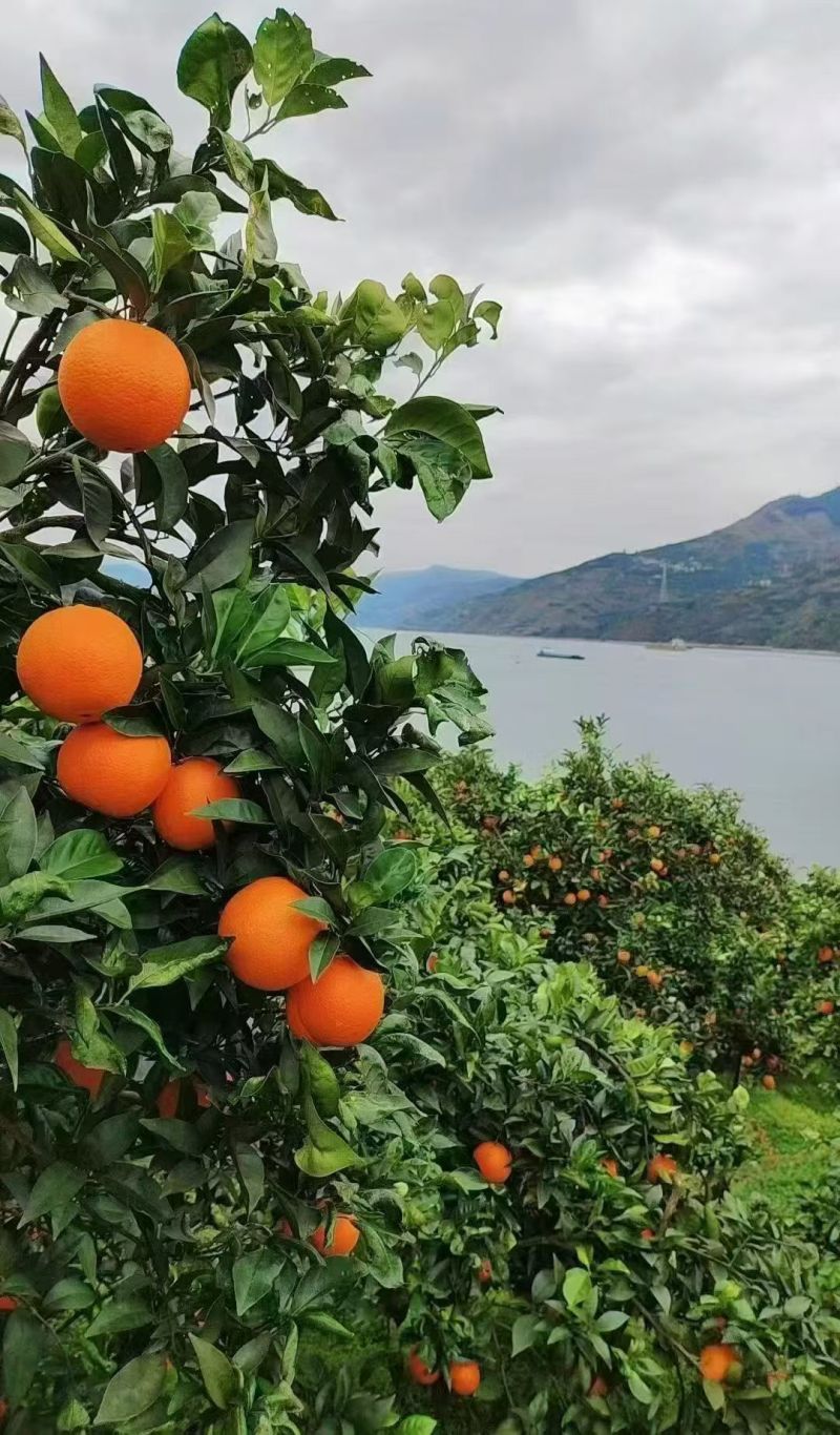 奉节脐橙