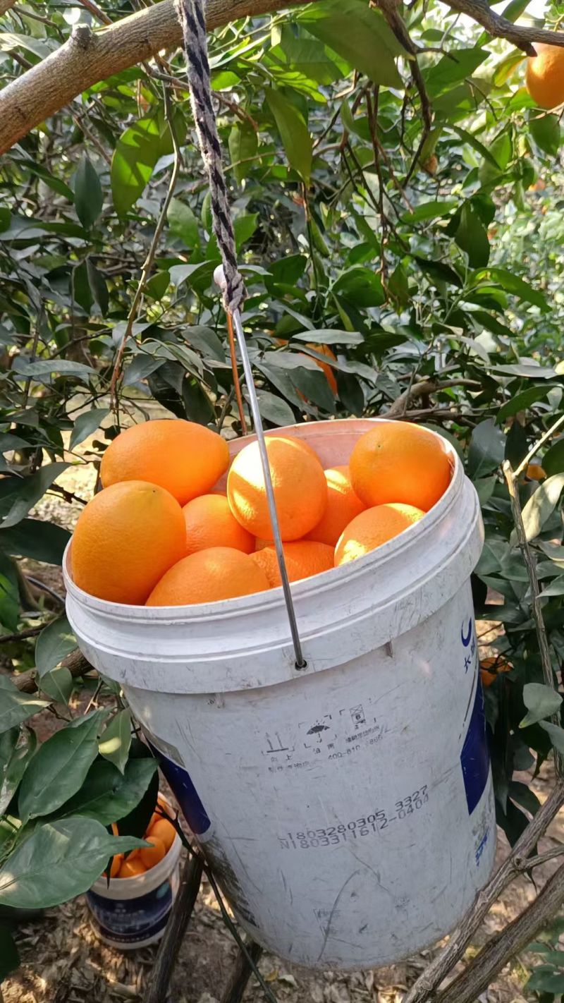 奉节脐橙