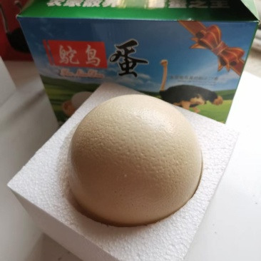 自家基地鸵鸟蛋